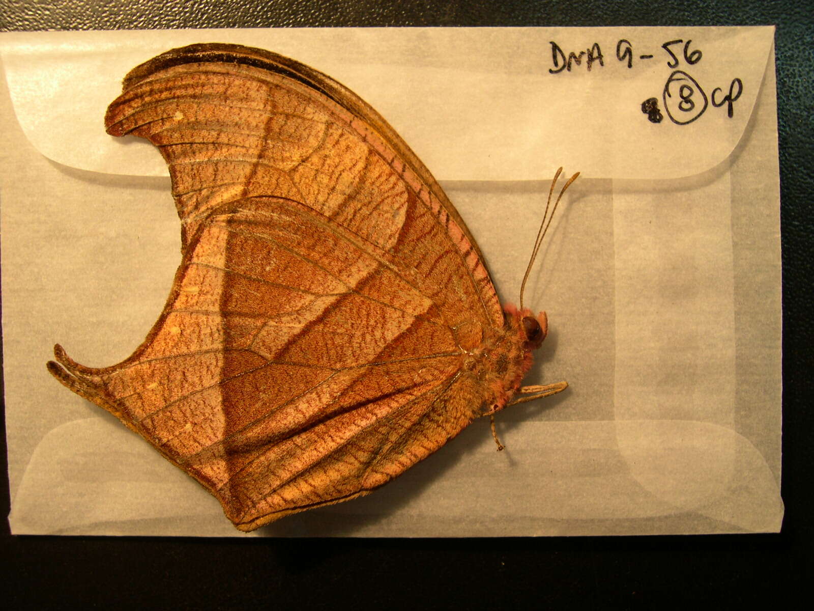 Image of Caerois chorinaeus Fabricius 1775
