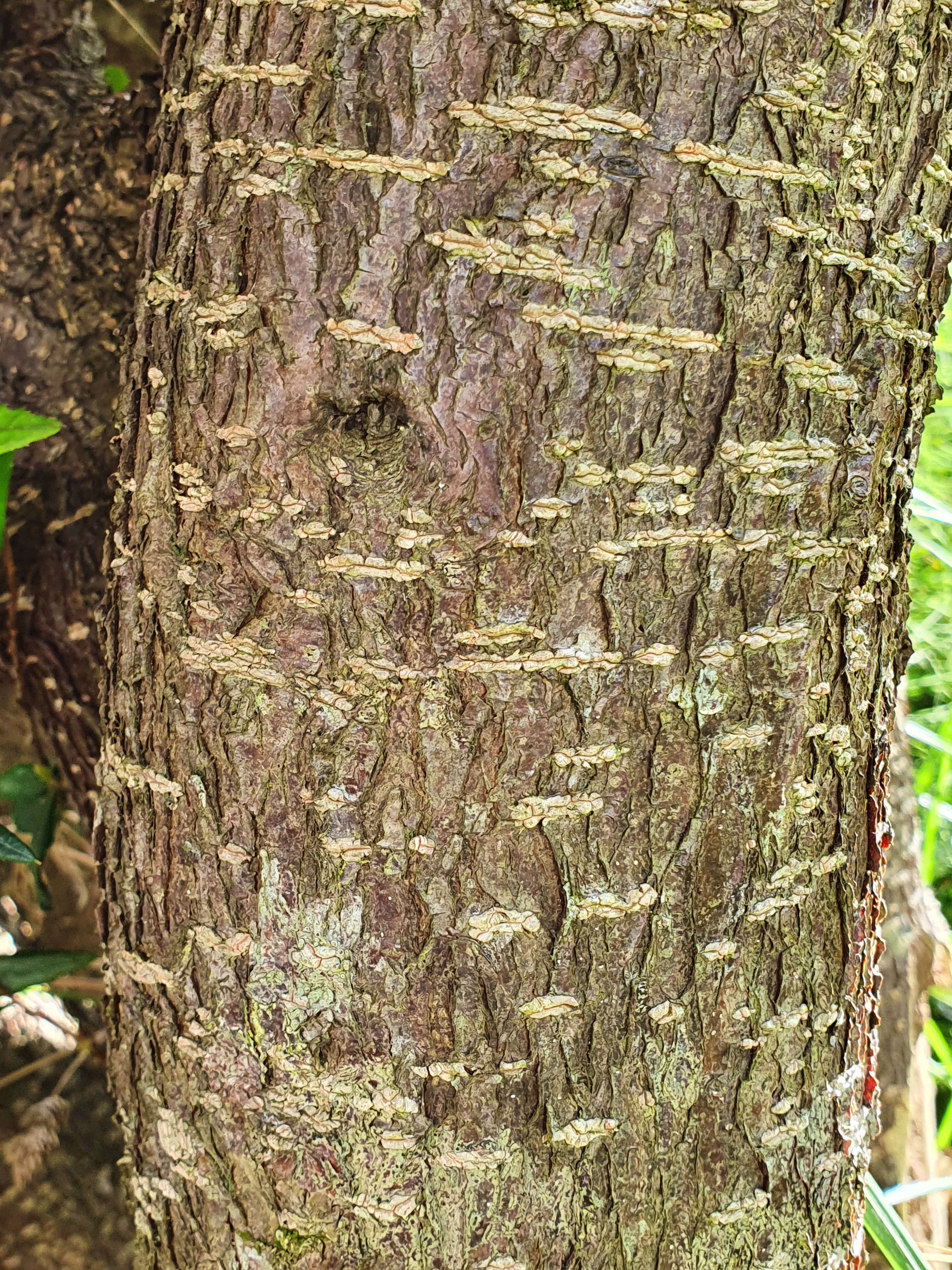 Image of Chilean Lantern Tree