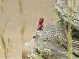 Image of Mwanza Flat-headed Rock Agama