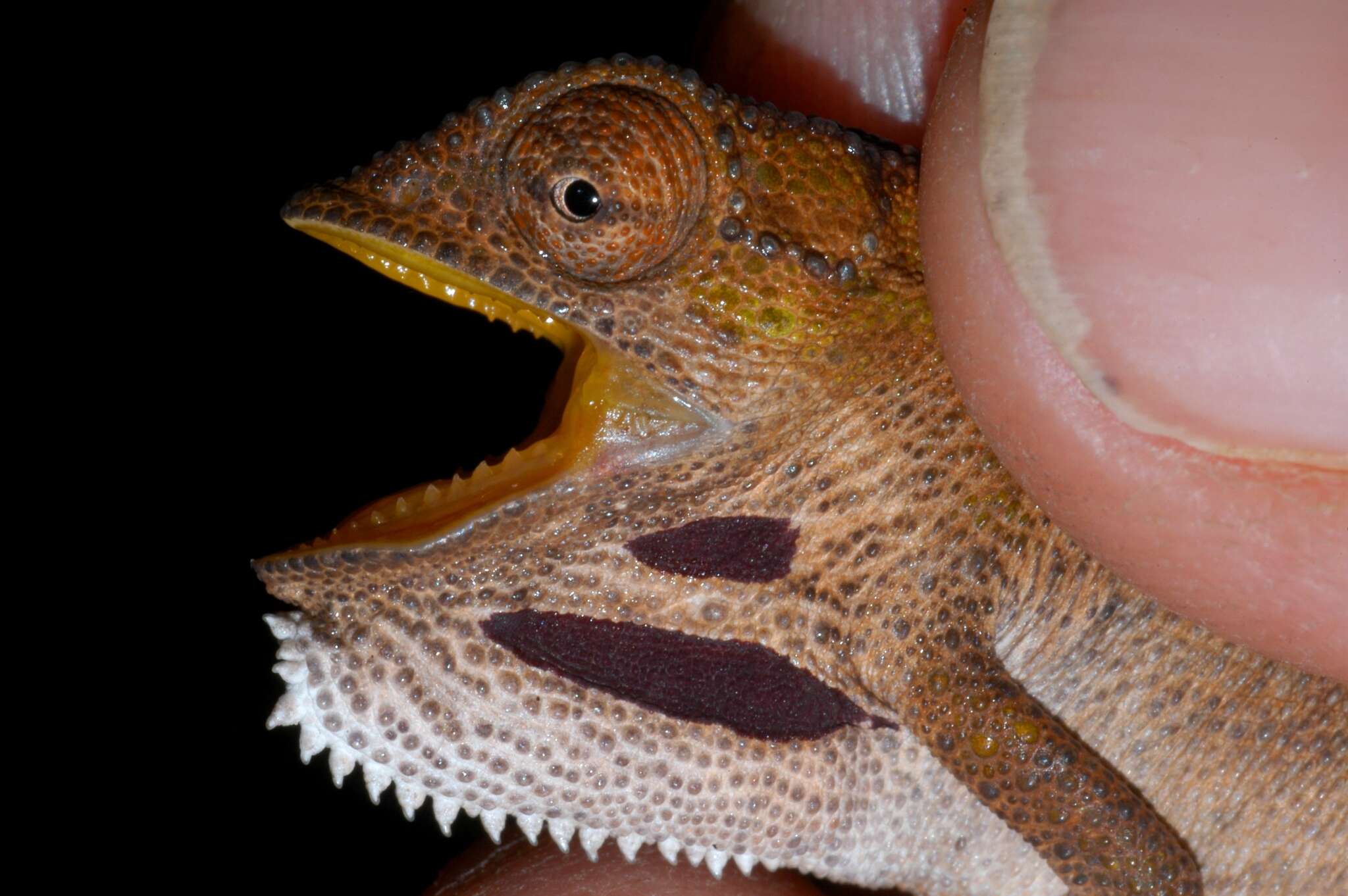 Image of Elandsberg Dwarf Chameleon