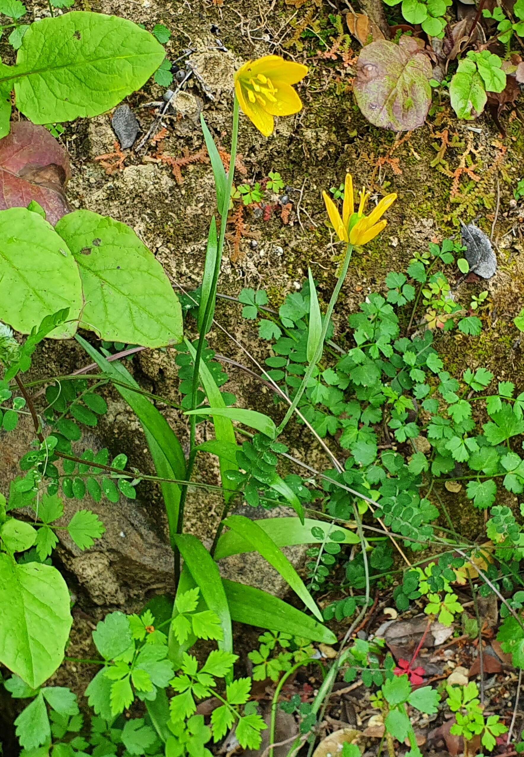 Image of Fritillaria conica Boiss.