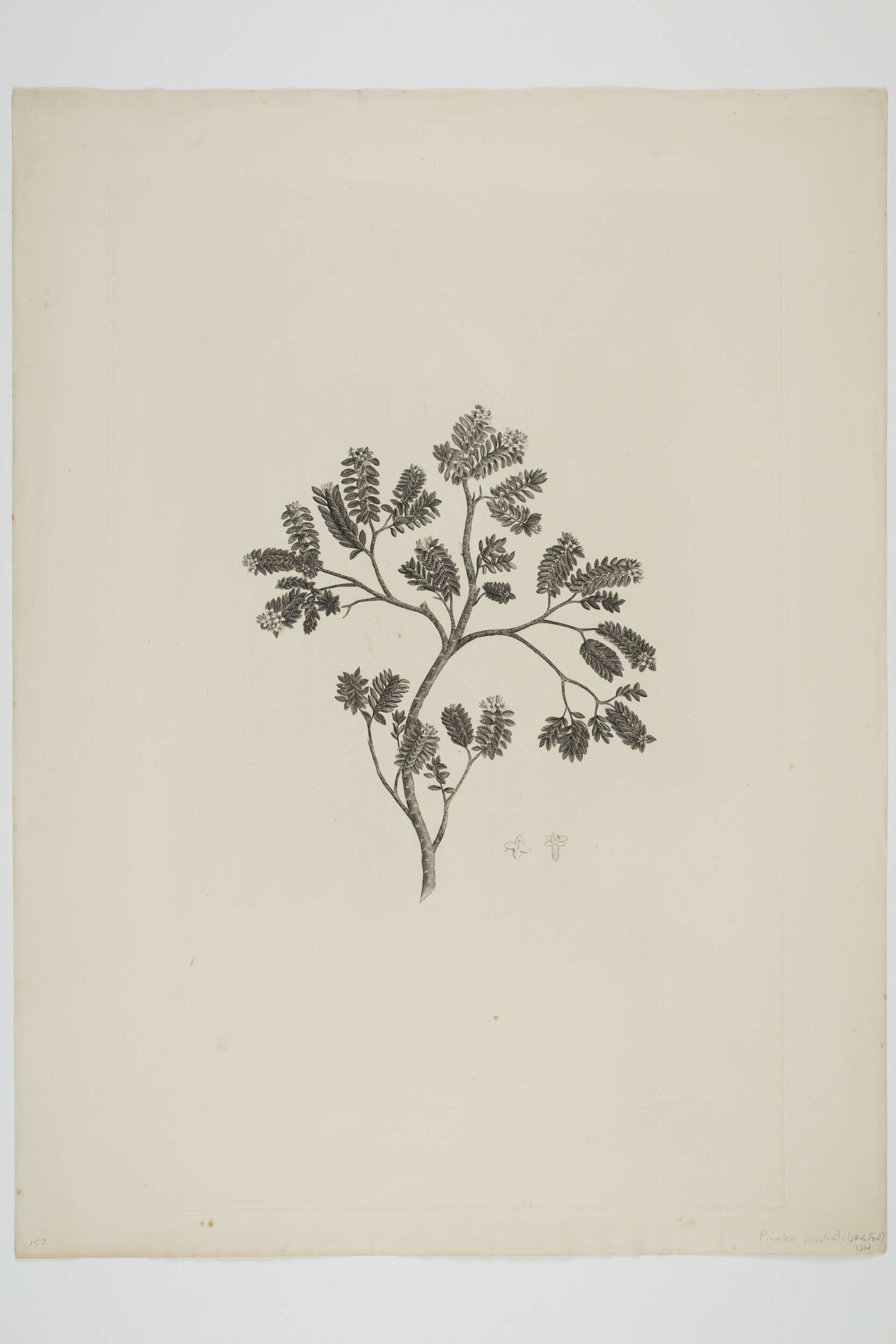 Image of Pimelea prostrata (J. R. & G. Forst.) Willd.