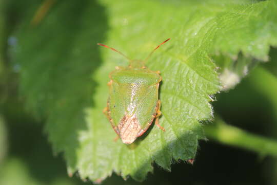 Image of Green shield bug