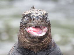 Image of marine iguana