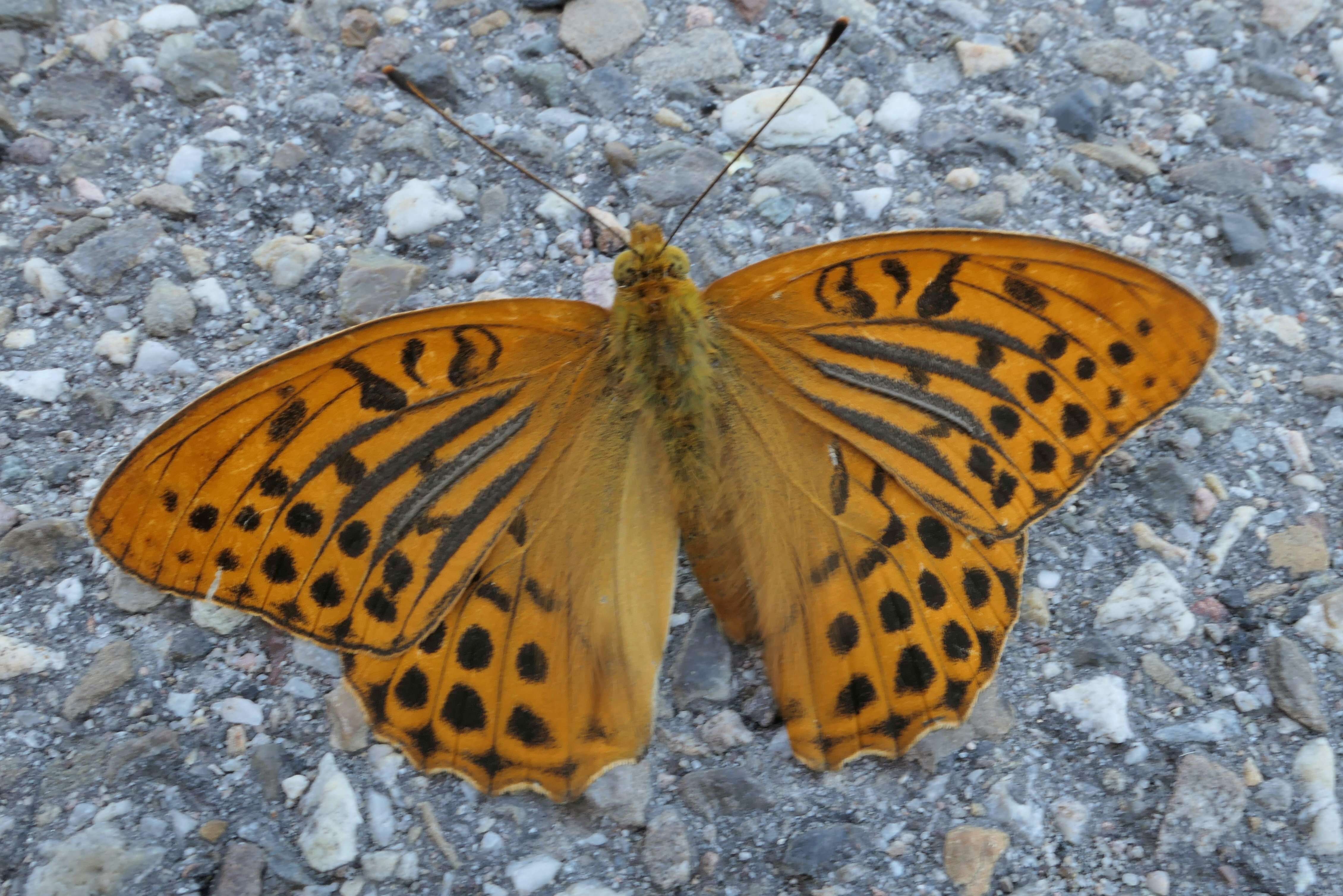 Imagem de Argynnis paphia Linnaeus 1758