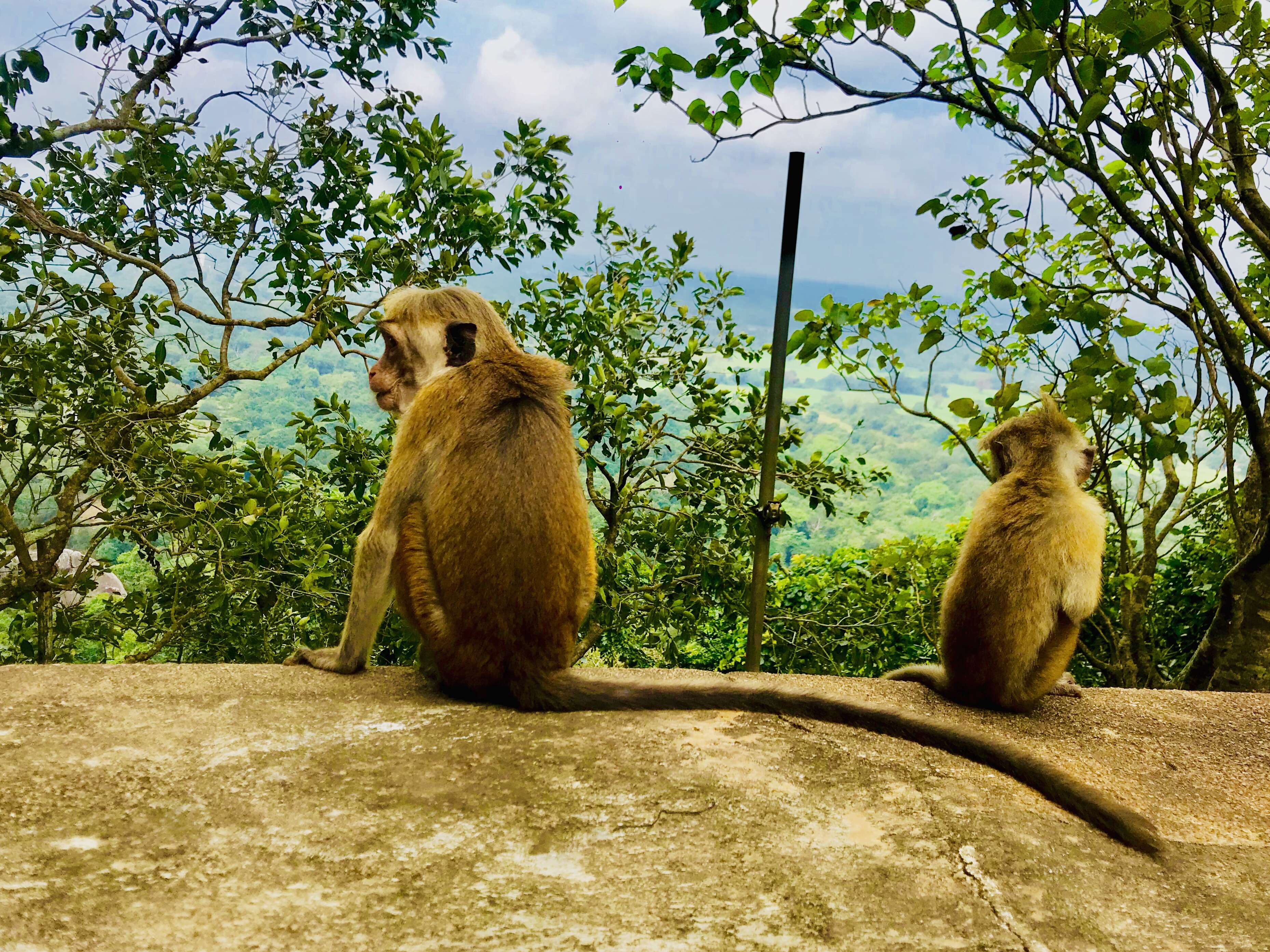 Image of Toque macaque