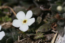 Image of Myosotis colensoi (Kirk) Macbr.