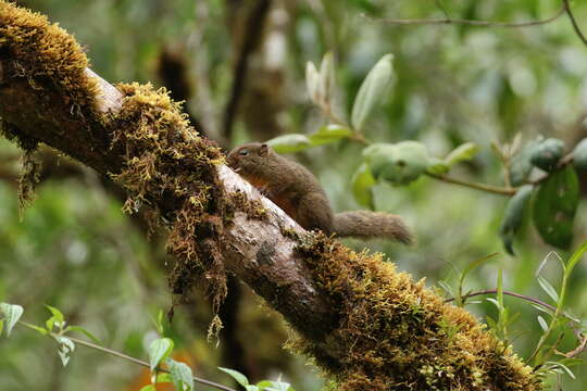 Imagem de Microsciurus flaviventer (Gray 1867)