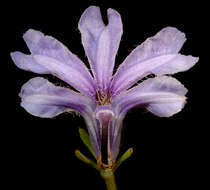 Image of Free-flowering Leschenaultia