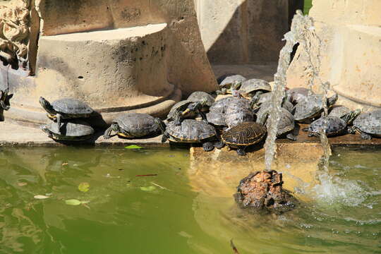 Image of slider turtle, red-eared terrapin, red-eared slider