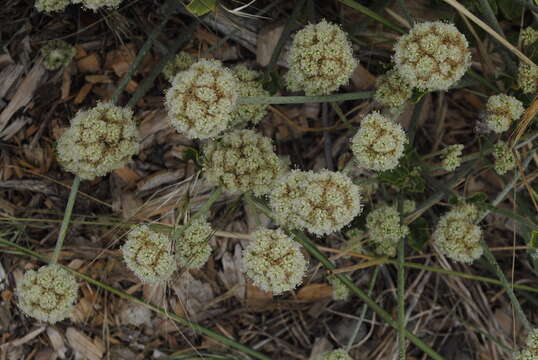 Image of seaside buckwheat