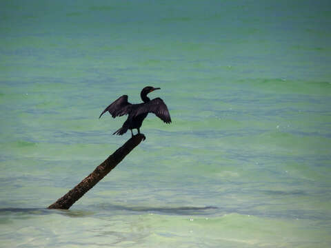 Image of Double-crested Cormorant