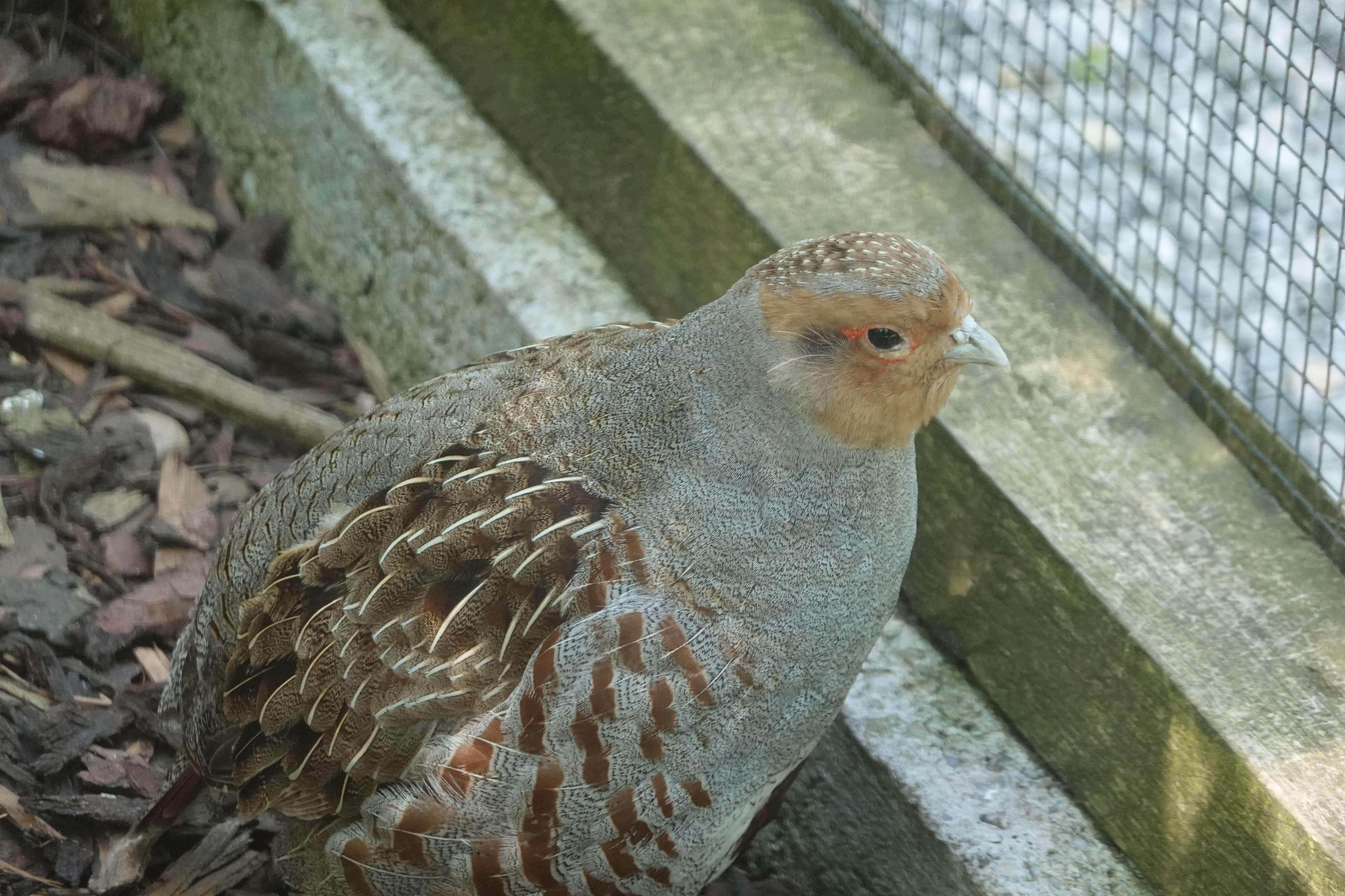 Image of Grey Peacock Pheasant