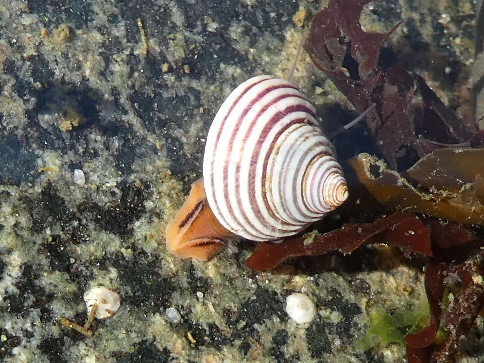 Image de Calliostoma ligatum (Gould 1849)