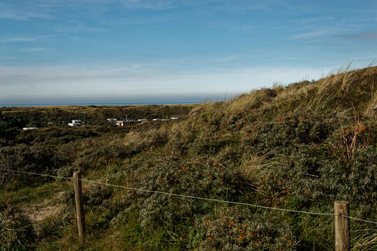 Image of Sea-buckthorn