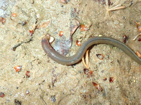 Image of Least Brook Lamprey