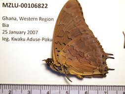 Image of Demon Charaxes