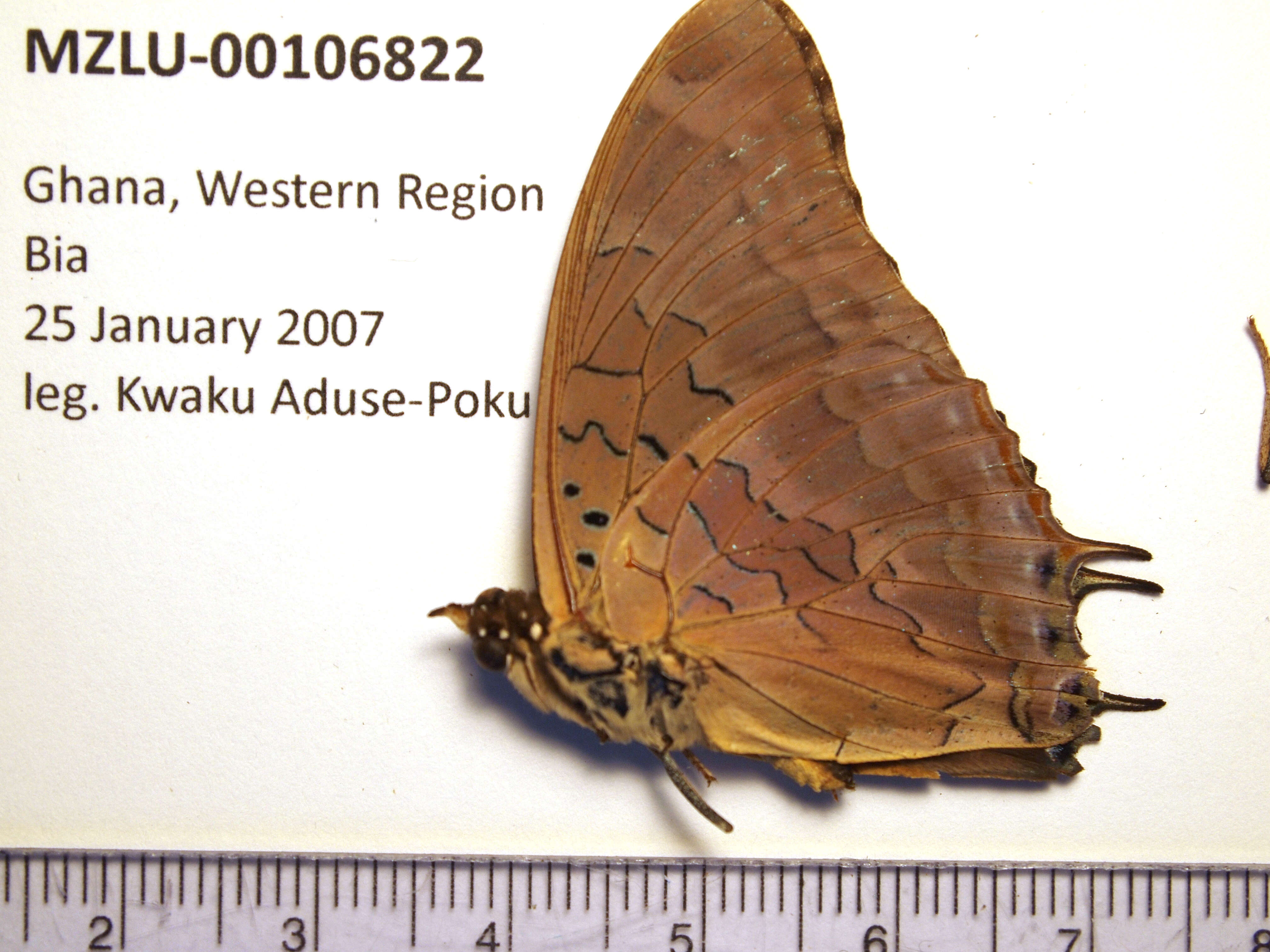 Image of Demon Charaxes