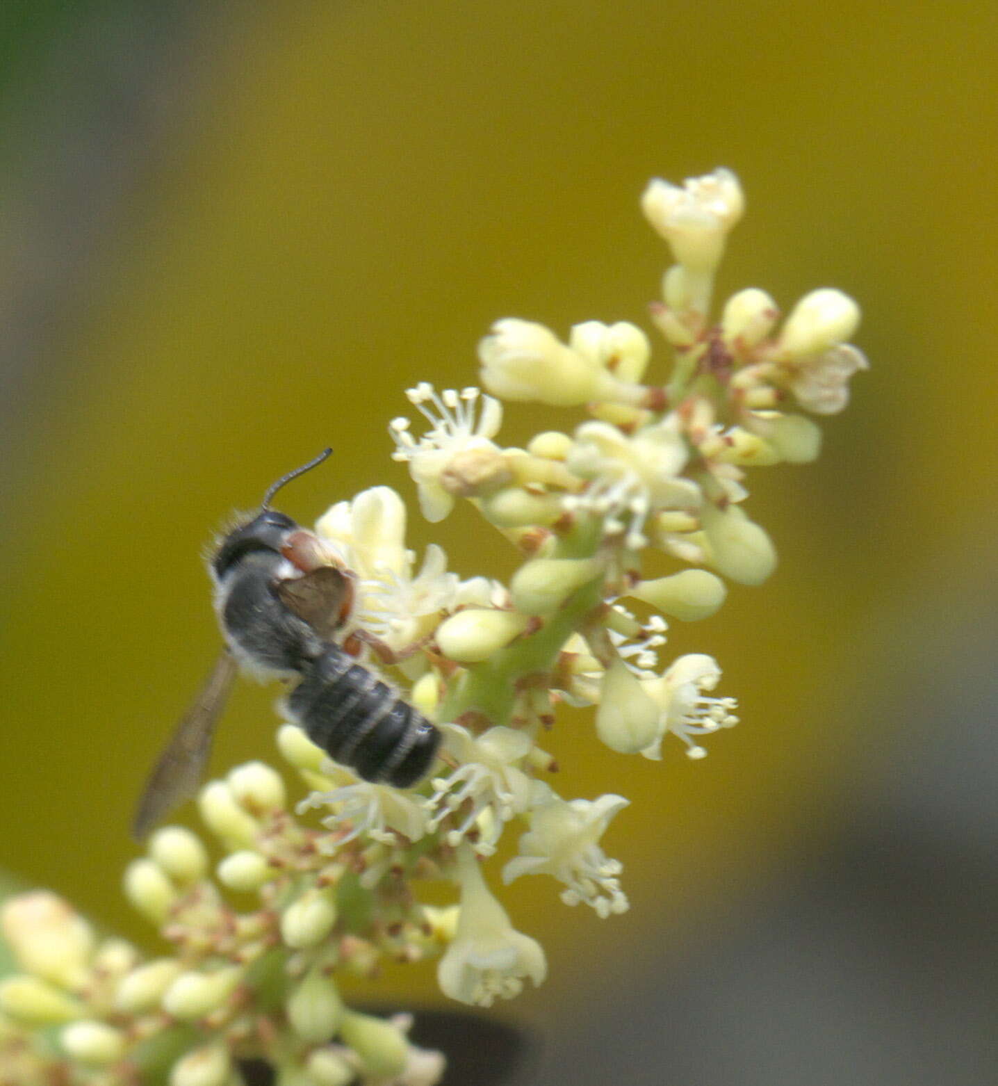 Image of Hostile Leaf-cutter Bee