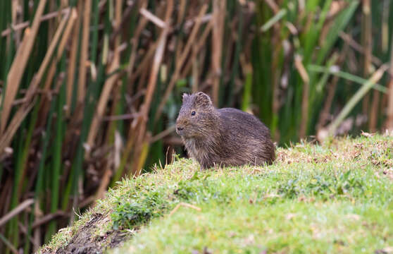 Image of Brazilian Guinea Pig