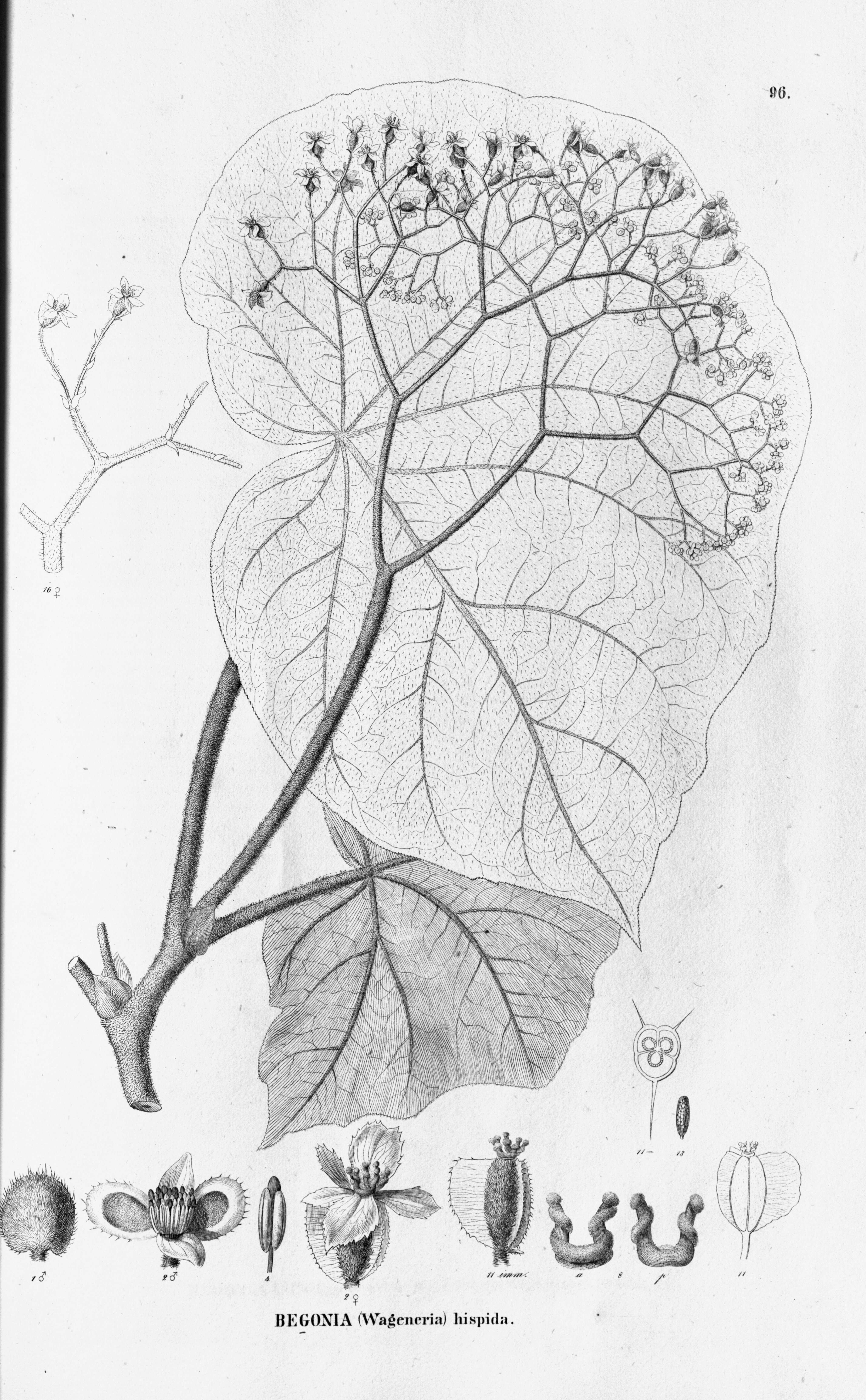 Image of Begonia hispida Schott ex A. DC.