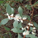 Sivun Hakea loranthifolia Meissn. kuva