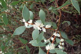 Image of Hakea loranthifolia Meissn.