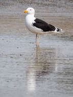 Image of Great Black-backed Gull