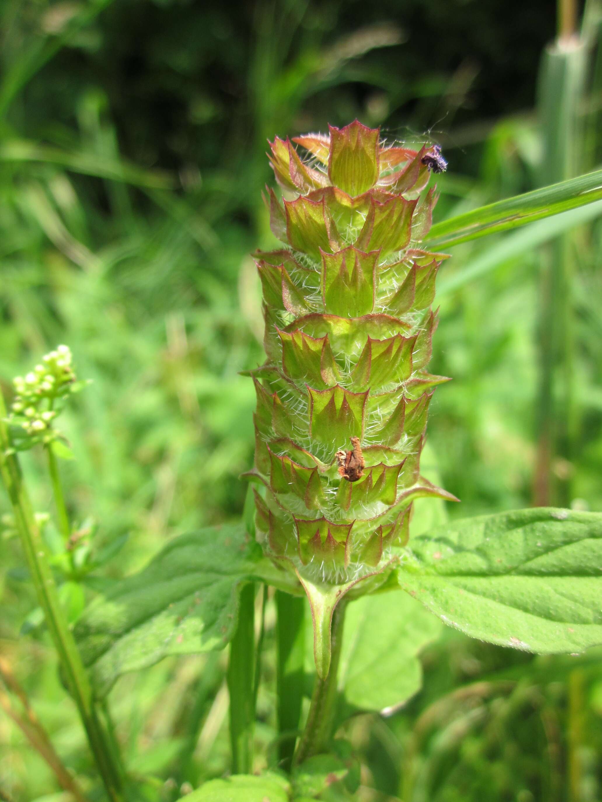 Image of common selfheal