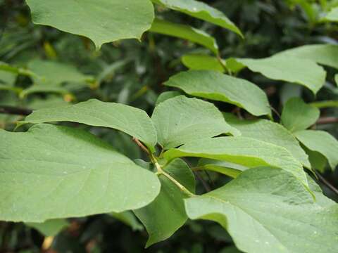 Plancia ëd Styrax obassia Siebold & Zucc.