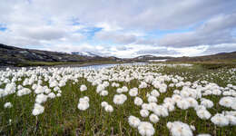 Plancia ëd Eriophorum scheuchzeri Hoppe