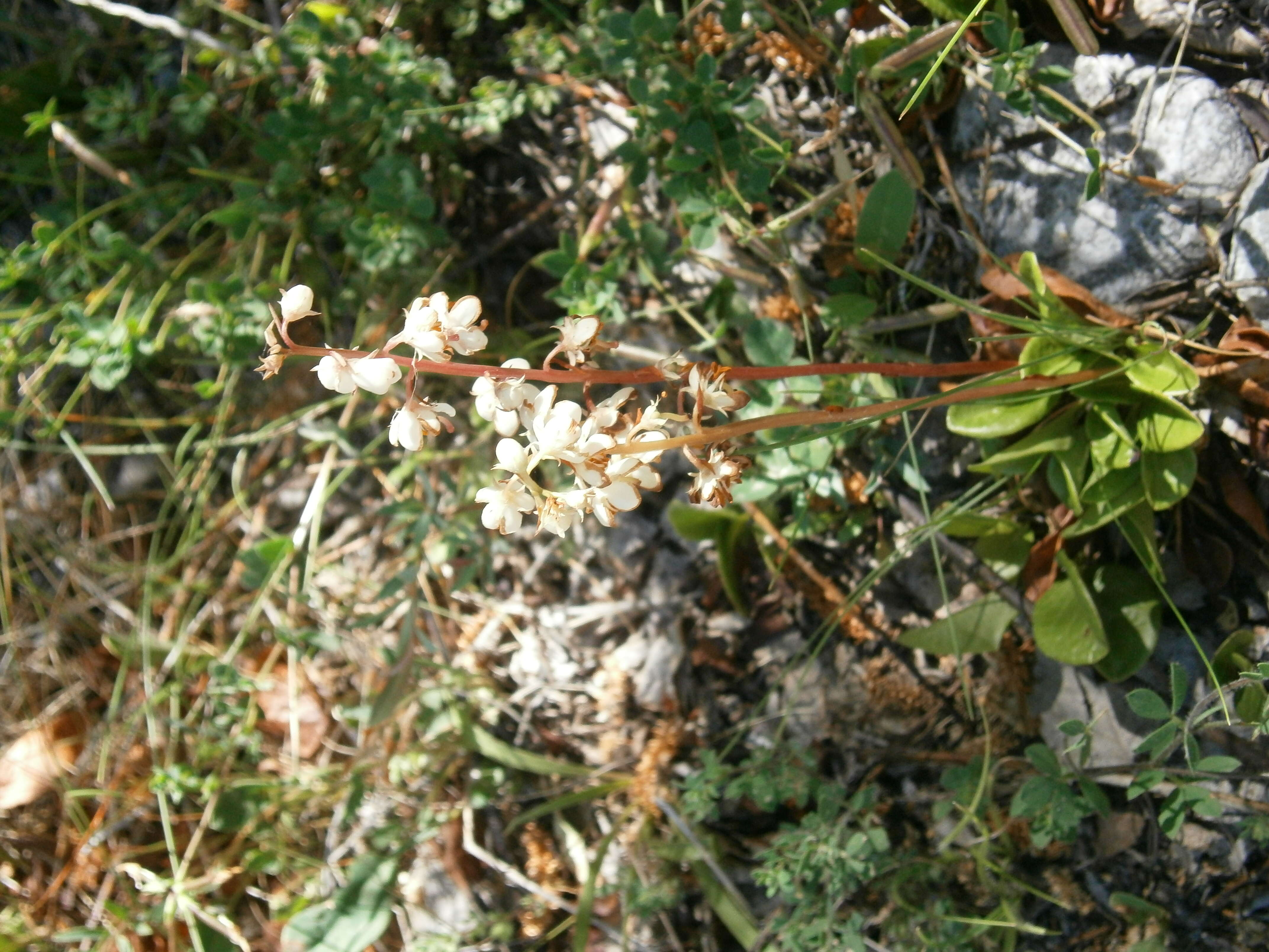 Image of Pyrola media Sw.