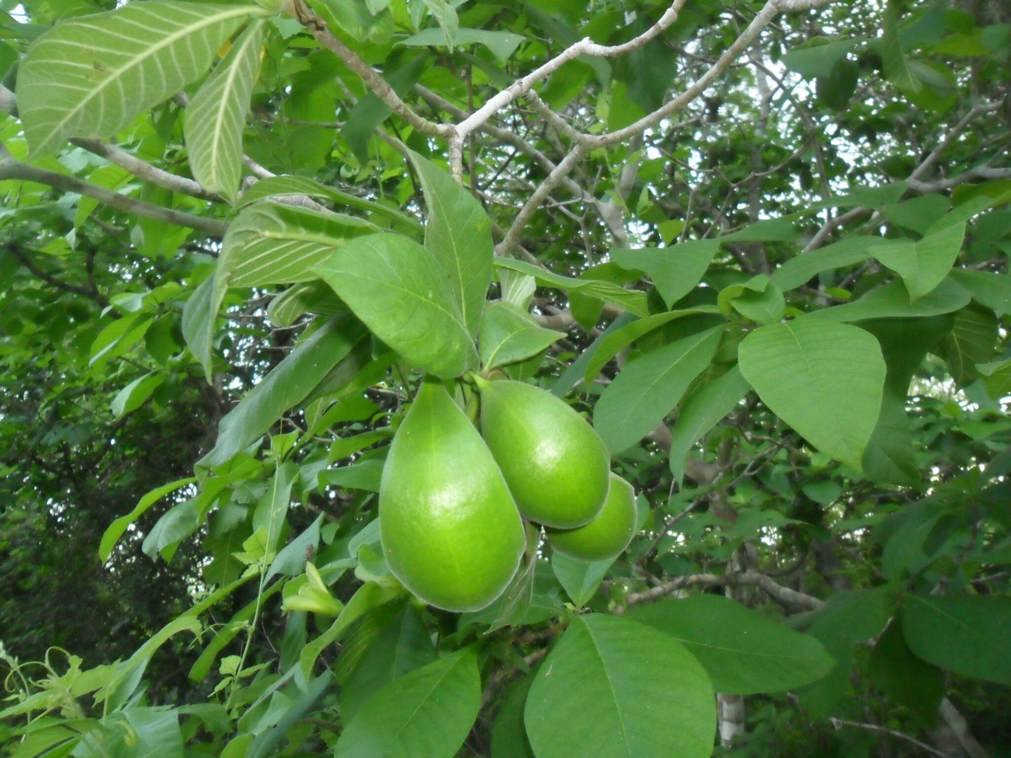 Sivun Tabernaemontana glabra (Benth.) A. O. Simões & M. E. Endress kuva