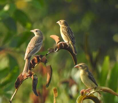 Image of Black-headed Bunting