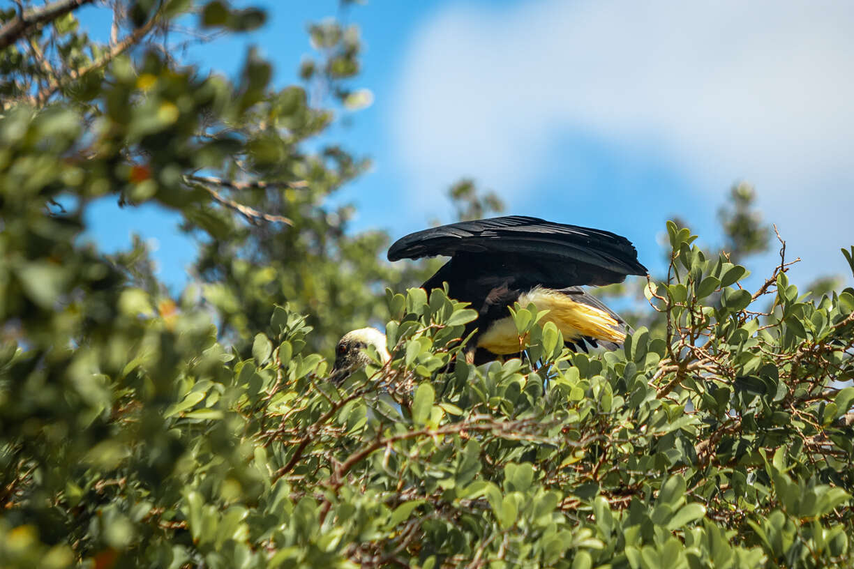 Image of African Woolly-necked Stork