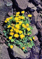 Image of pygmy hawksbeard