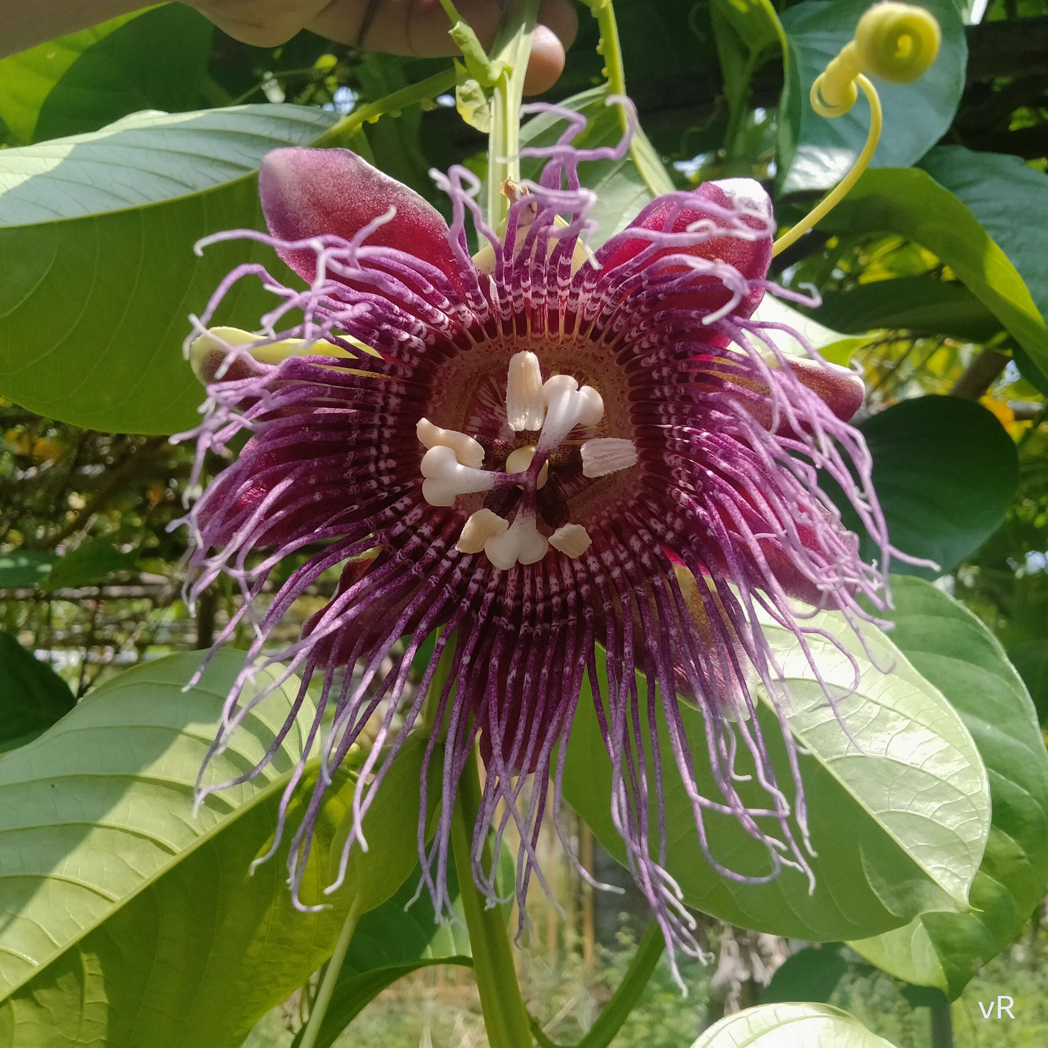 Imagem de Passiflora quadrangularis L.