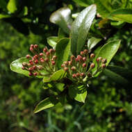 Image de Pyracantha coccinea M. J. Roemer