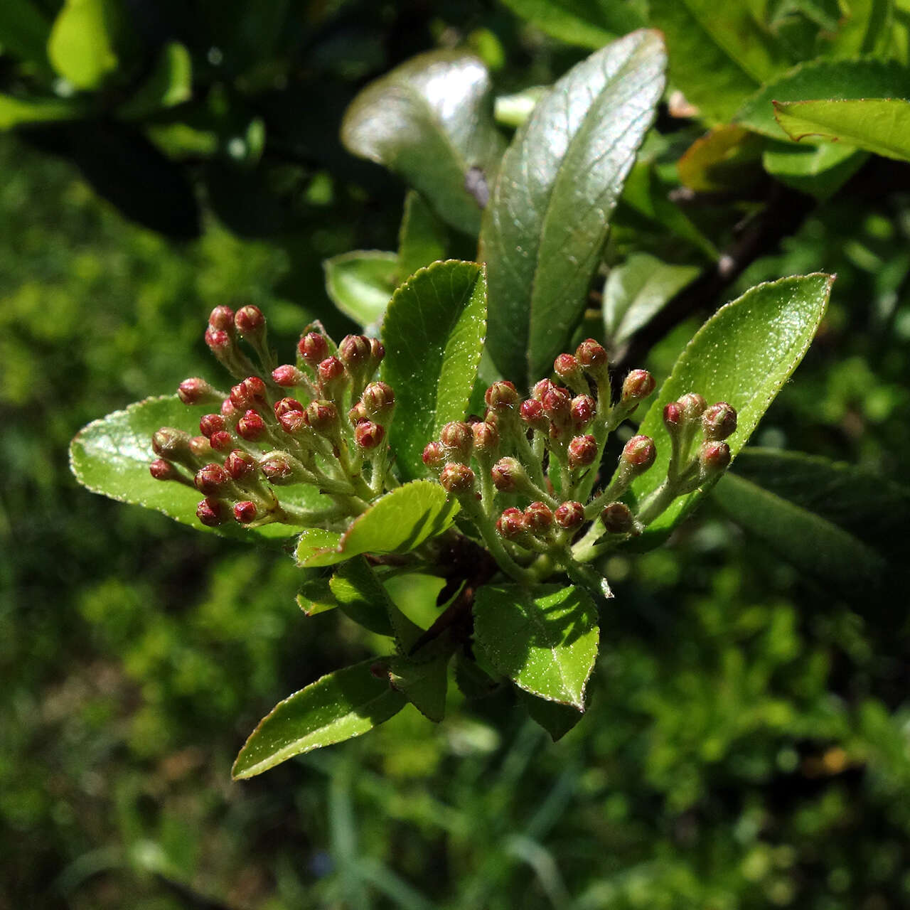 Image de Pyracantha coccinea M. J. Roemer