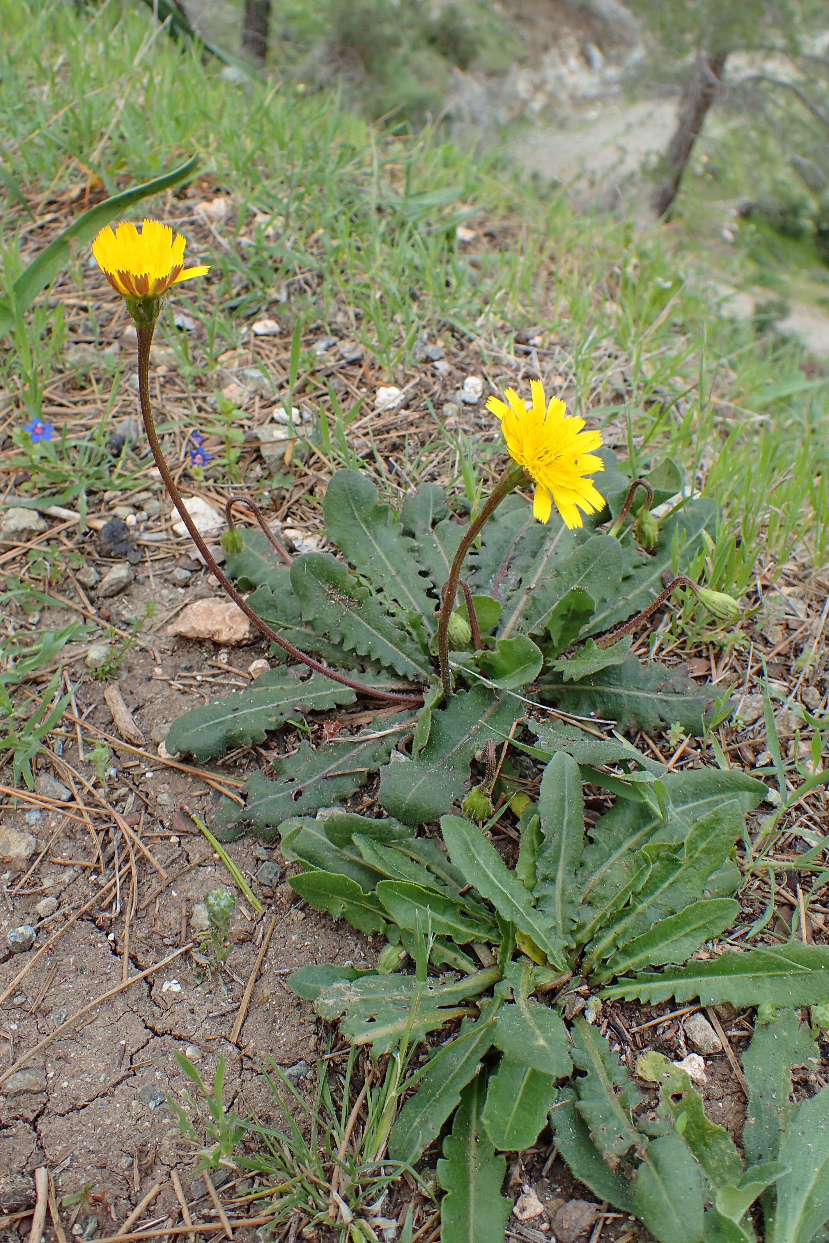 Image of Leontodon tuberosus L.