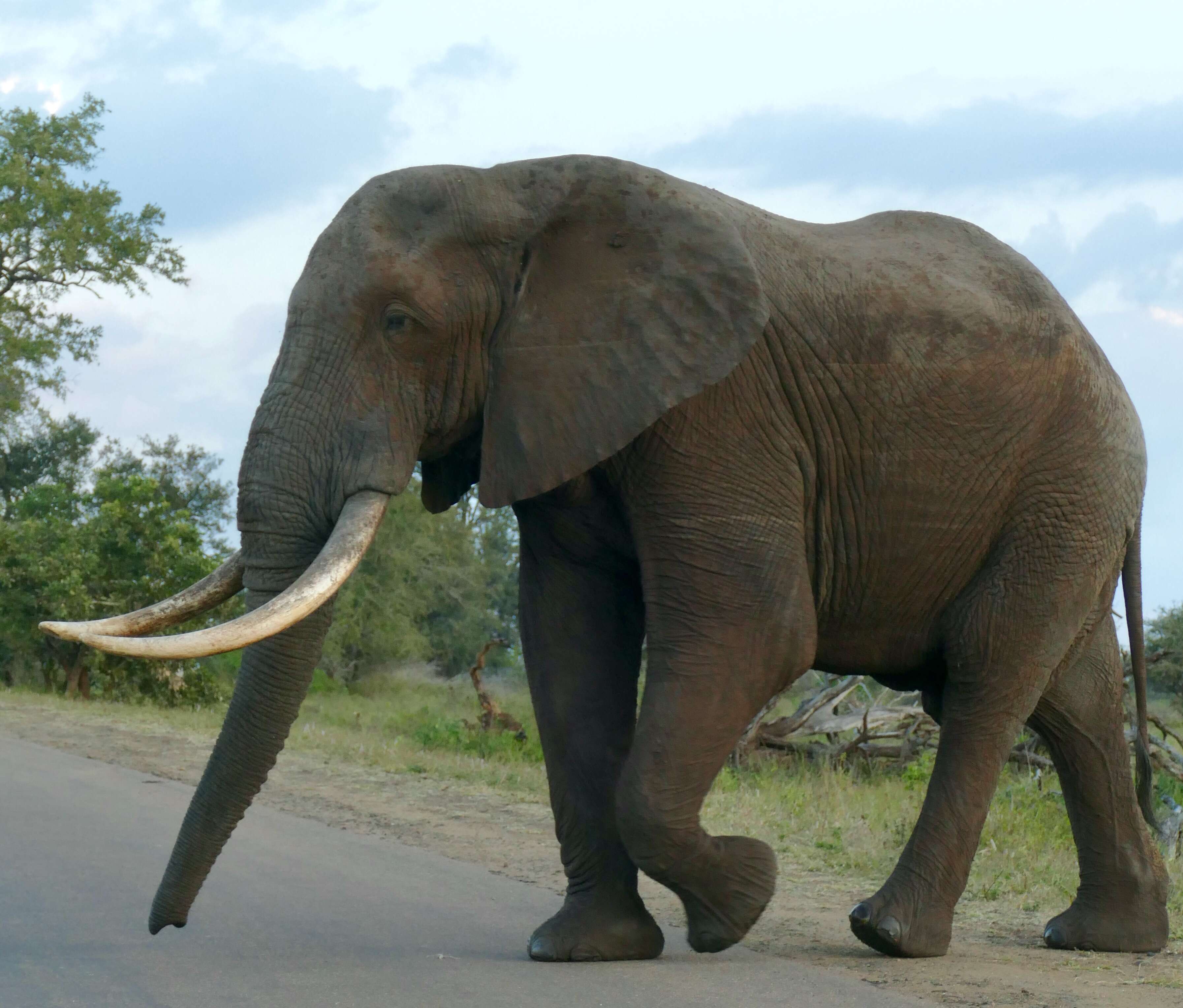 Image of African bush elephant