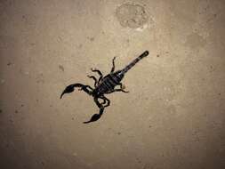 Image of Asian Forest Scorpion