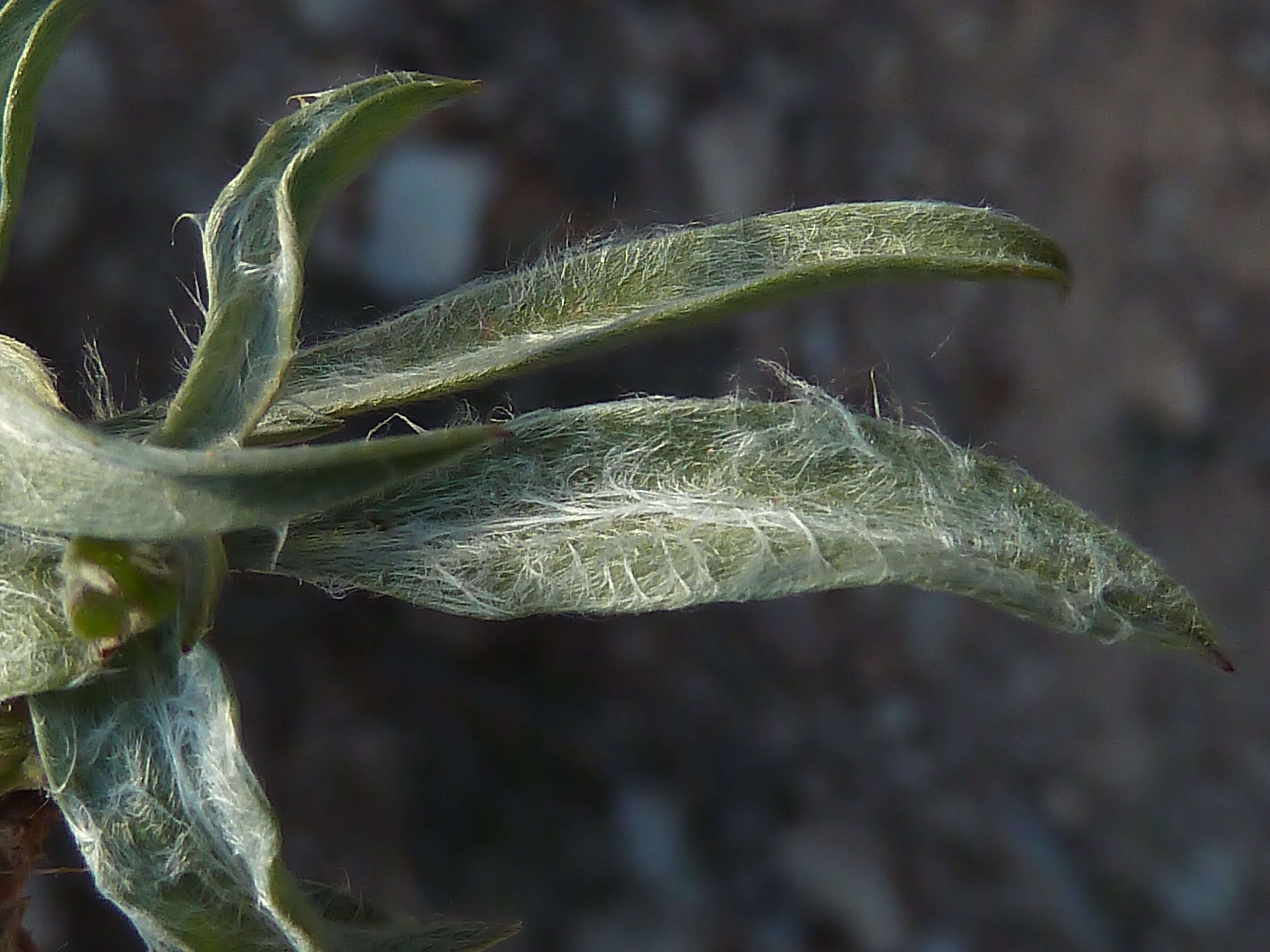 Plantago albicans L. resmi