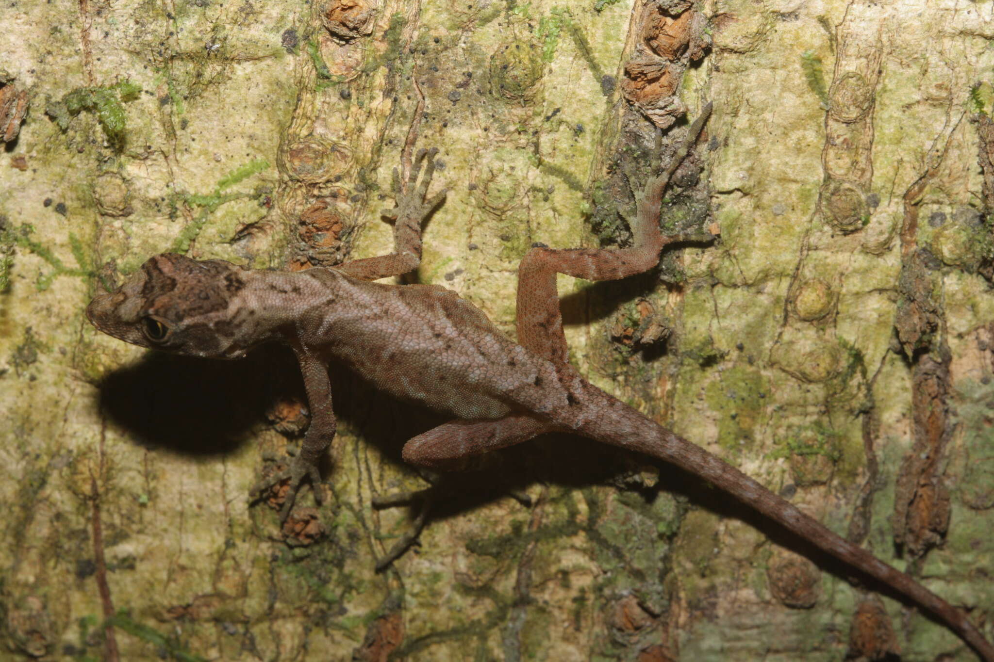 Image of Humble Anole