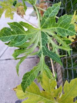 Image of Papaya ringspot virus