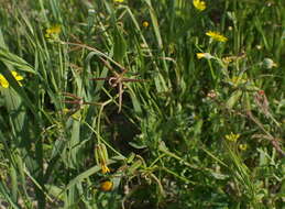 Image of endive daisy