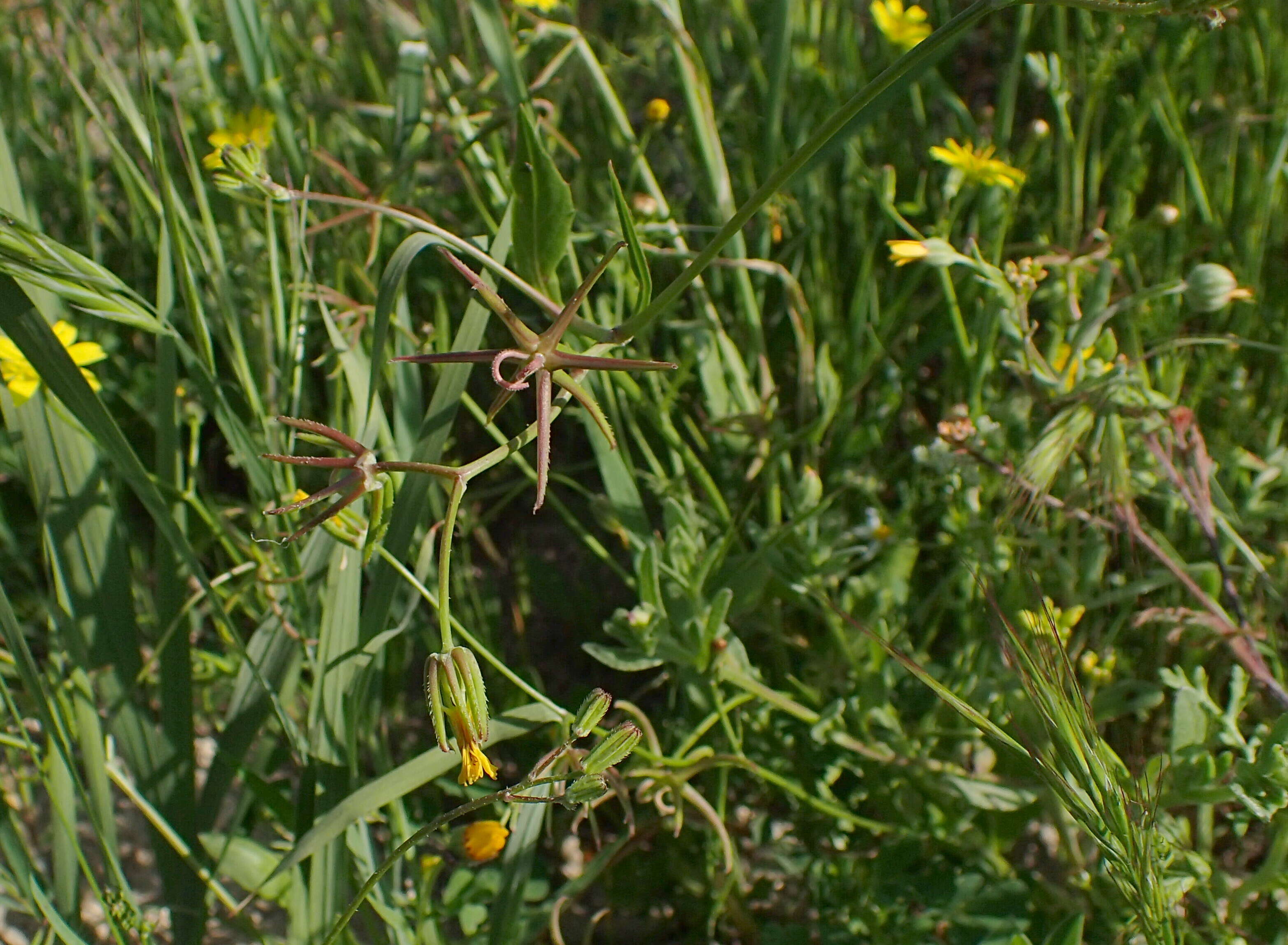 Image of endive daisy