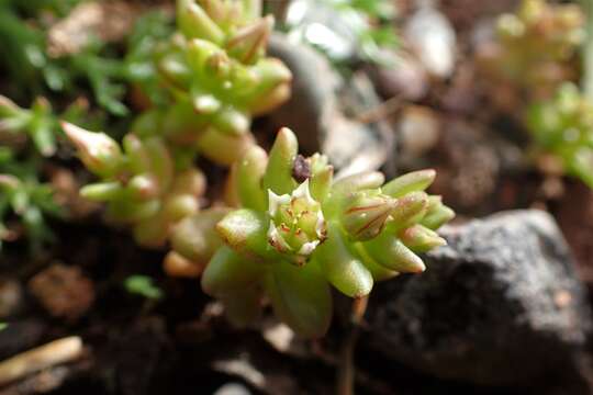 Image of Sedum rubens L.