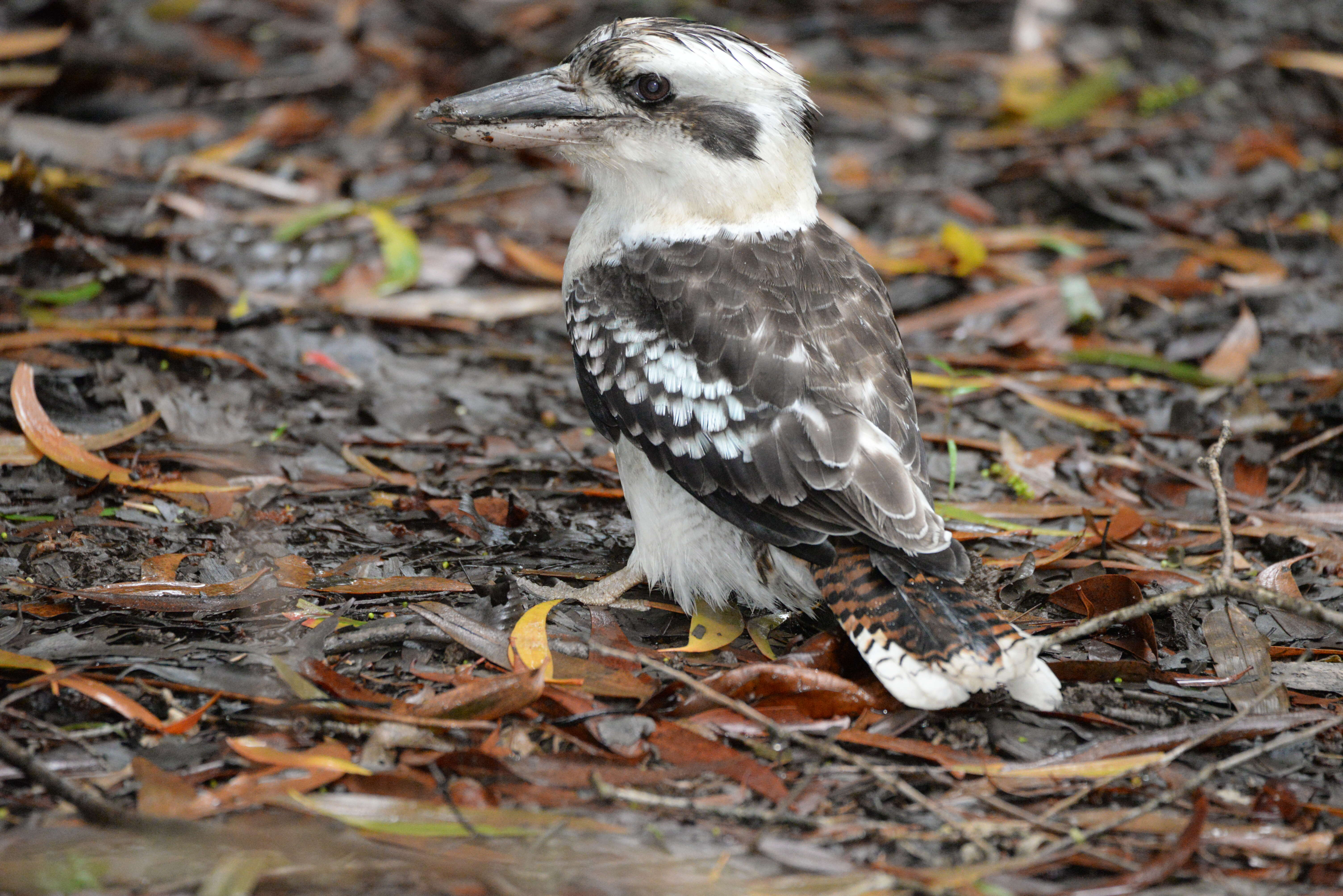 Image of Kookaburra