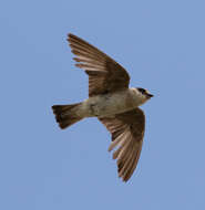 Image of Cave Swallow